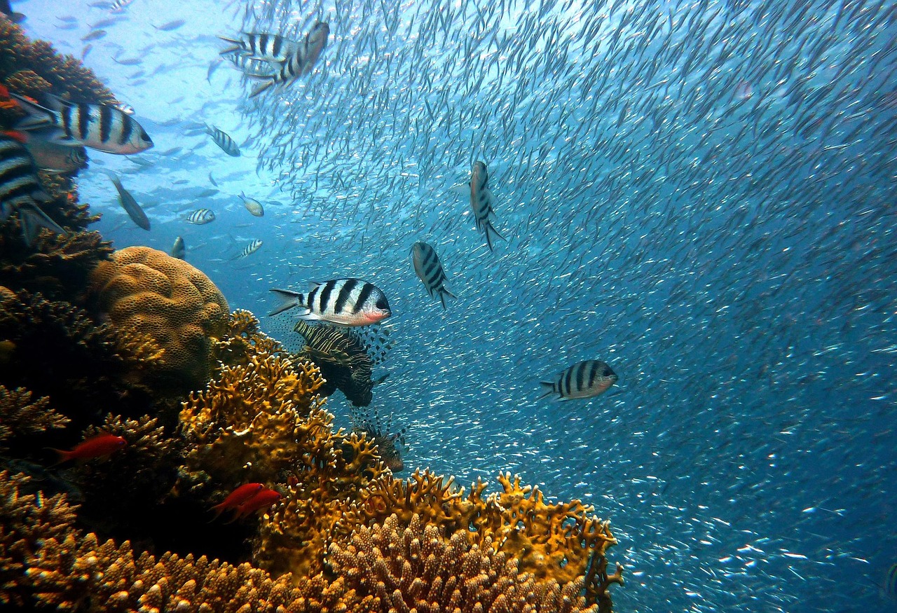 Harnessing Microbial Communities To Accelerate Coral Reef Regeneration - Environmental Science