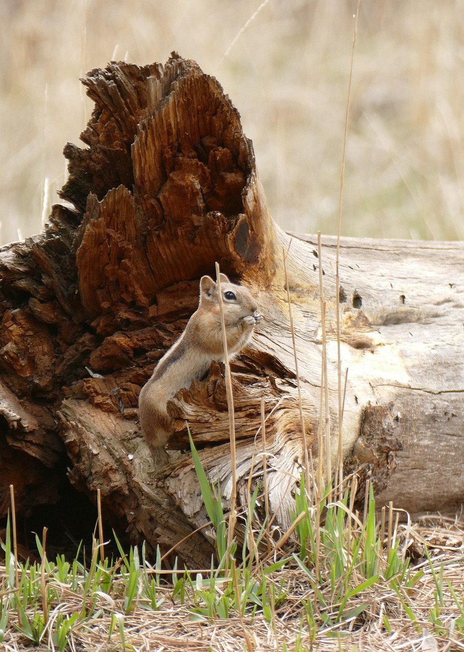 Unearthing The Mantle's Secrets: How Seismic Tomography Reveals Subduction Zone Graveyards - Earth Science